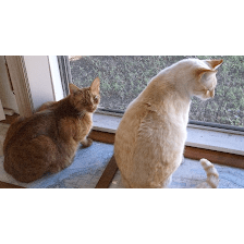 Broadway Cat Hospital