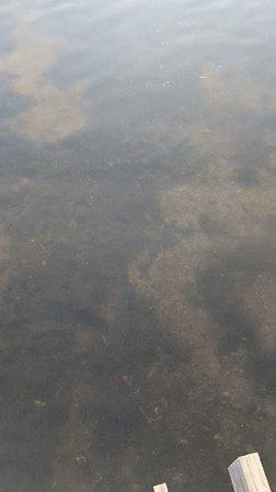 Perico Bayou Observation Deck