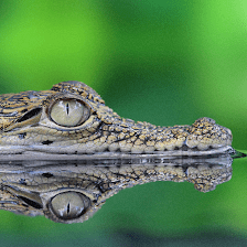 Grape Hammock Airboat Rides