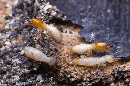 Keller's Pest Control