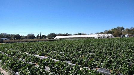 O'Brien Family Farms