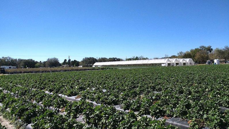O'Brien Family Farms