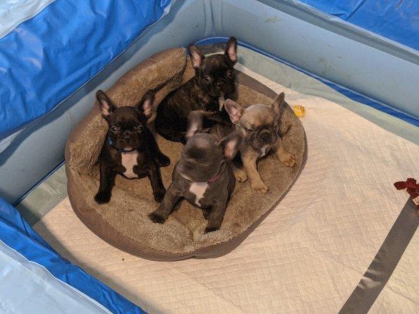 Sarasota Frenchies