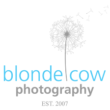 Blonde Cow Photography