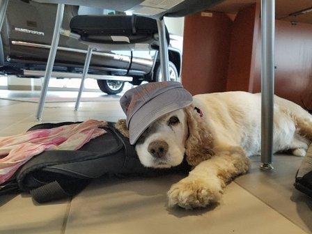 Caladesi Animal Hospital
