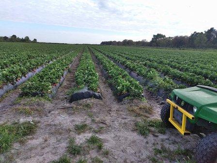 G & D Farms
