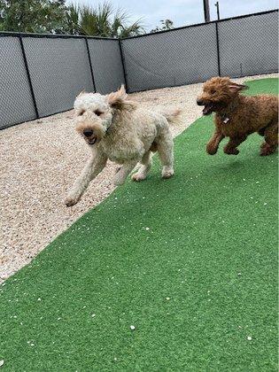 Ruffgers Dog University - Sarasota Dog Training & Boarding