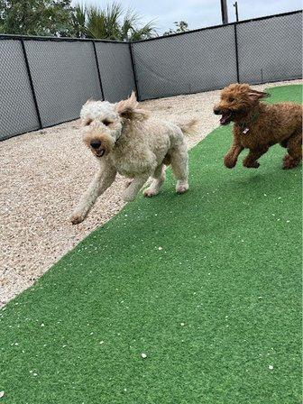 Ruffgers Dog University - Sarasota Dog Training & Boarding