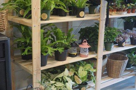Fancy Leaf Plant Co