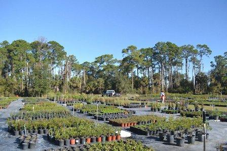 Sweet Bay Nursery
