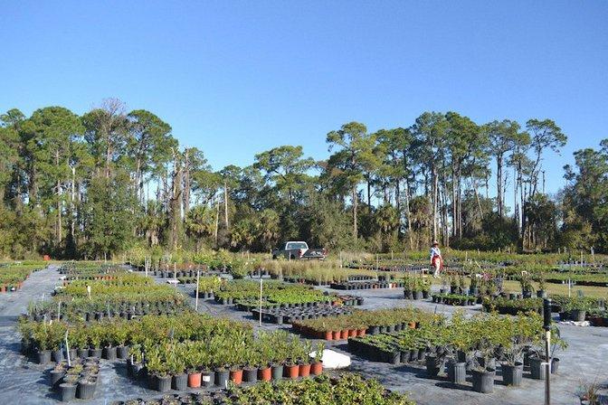 Sweet Bay Nursery