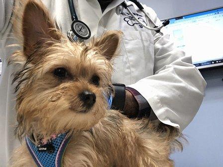 SKYLINE Animal Hospital