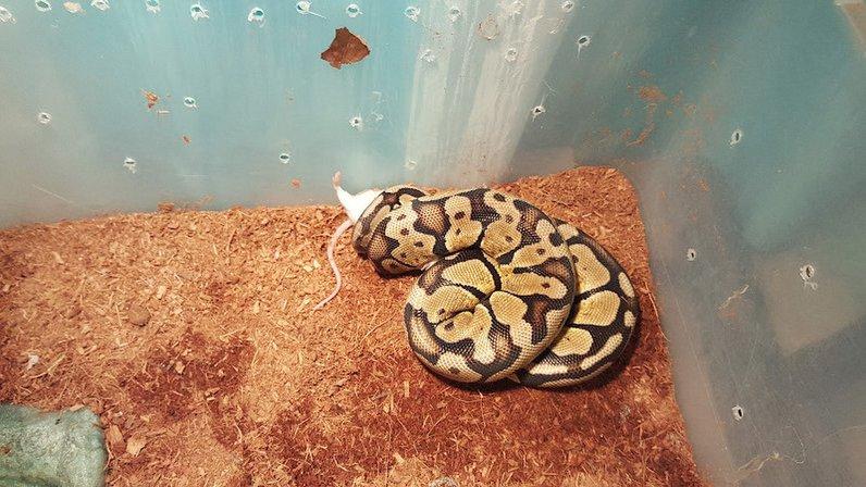 Repticon