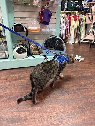 Cute Paws Boutique