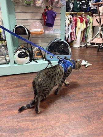 Cute Paws Boutique