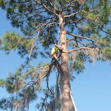 J & L Tree Service, LLC