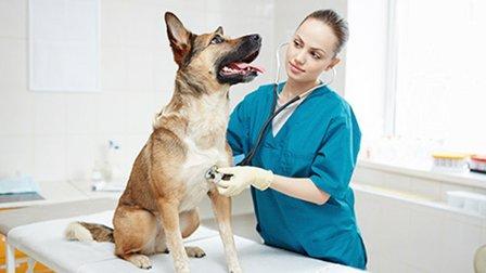 Veterinary Emergency Clinic