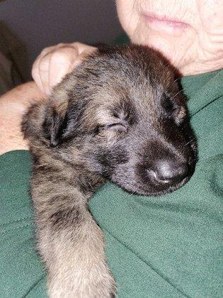 Das Fellrakete Kennels German shepherd breeder