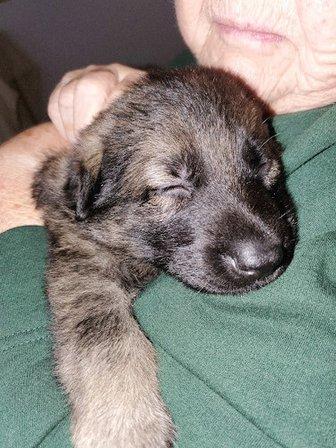 Das Fellrakete Kennels German shepherd breeder