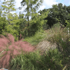 Florida Native Plants Nursery & Landscaping