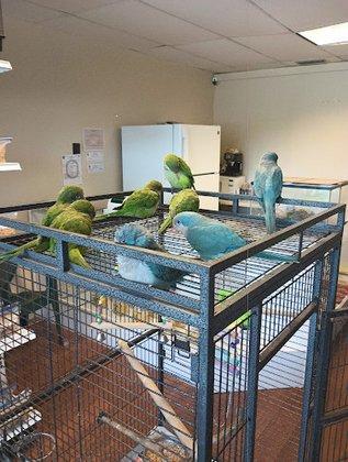 Alonso's sabanilla petshop