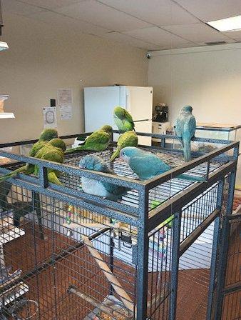Alonso's sabanilla petshop