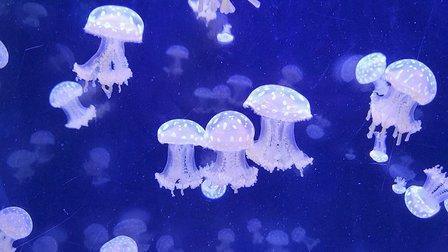 Science Consortium for Ocean Replenishment