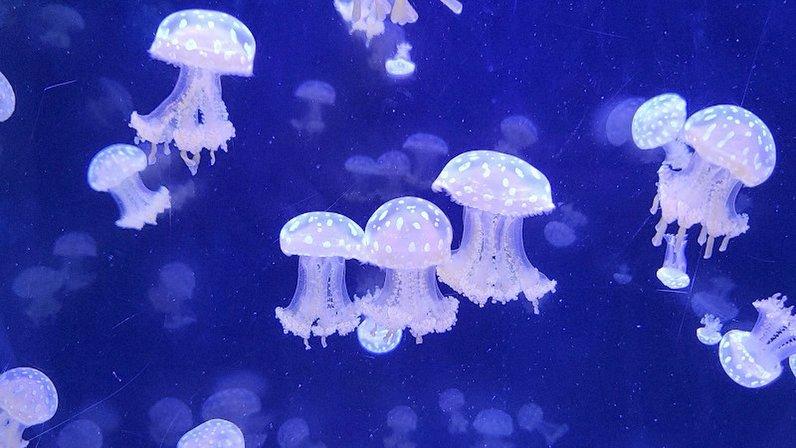 Science Consortium for Ocean Replenishment