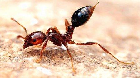 Over-A-Cheever Pest Control Inc