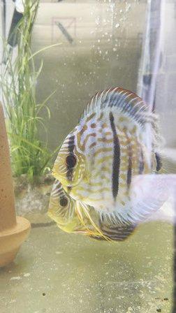 Retro Aquatics