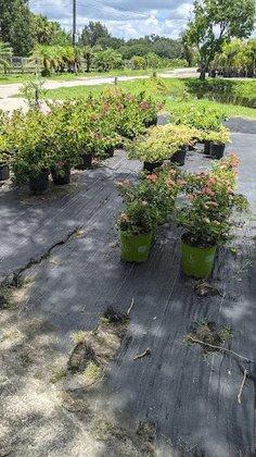 Edgewood Nursery