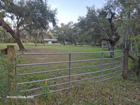 Princess Flock Fresh Eggs Kissimmee