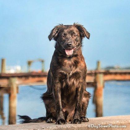 DogStreet Pet Photography