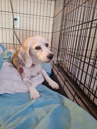 Animal Emergency of Pasco