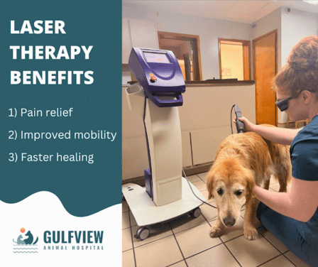 Gulfview Animal Hospital