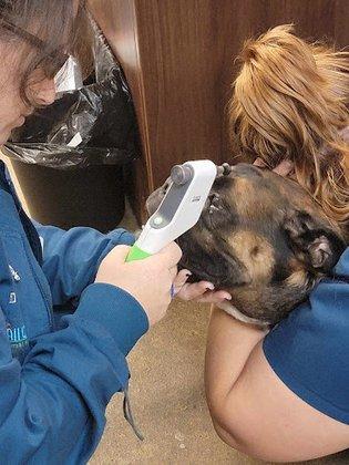 All Care Animal Hospital