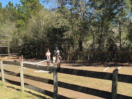 Turning Leaf Farm Hunter Jumper Horses, Spring Hill, FL