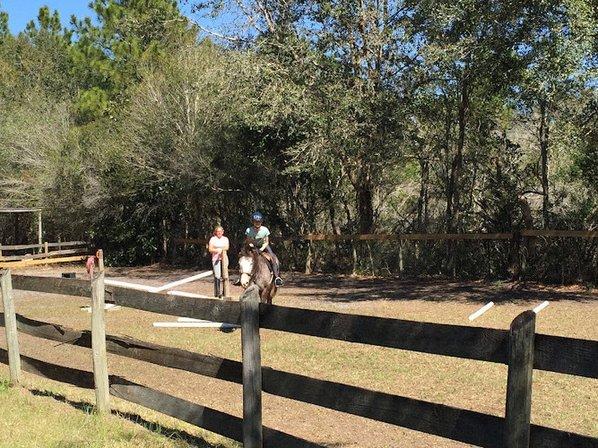 Turning Leaf Farm Hunter Jumper Horses, Spring Hill, FL