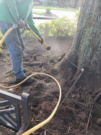 Brauer Trees LLC