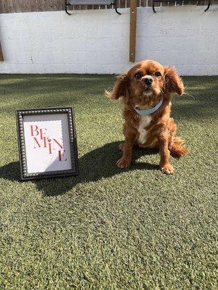 The Lucky Puppy Resort & Spa