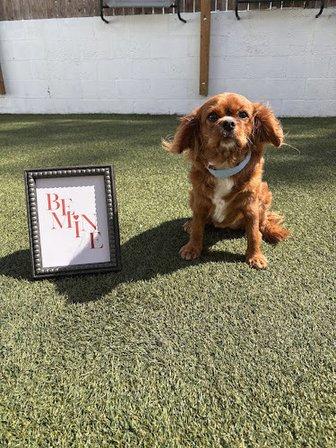 The Lucky Puppy Resort & Spa