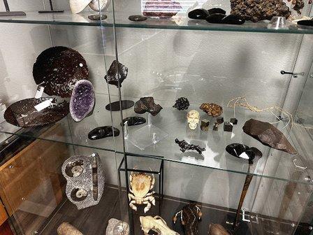 Fossils Online