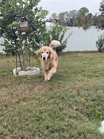 Weeki Wachee Waggers LLC