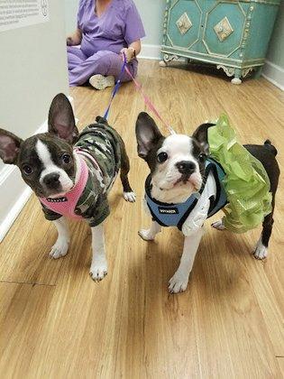 Pet First Veterinary Hospital
