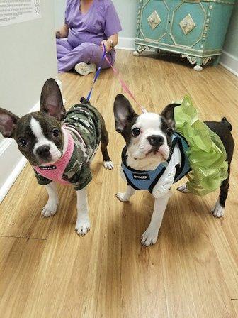 Pet First Veterinary Hospital