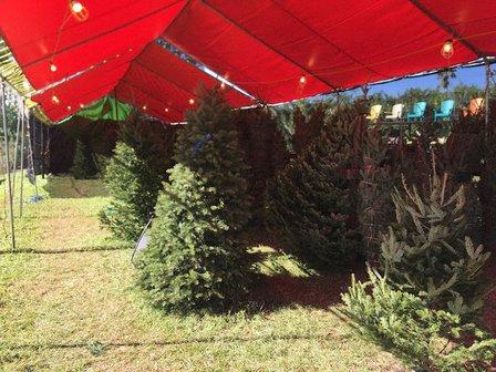 Sunkissed Christmas Trees