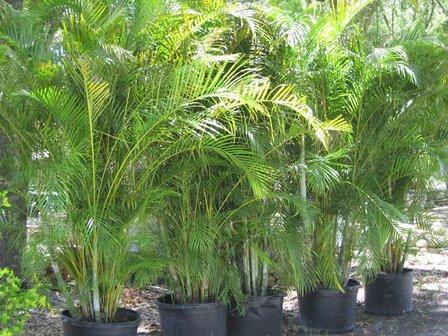 Plant Magic of Sarasota Inc