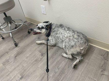 Urgent Pet Vets