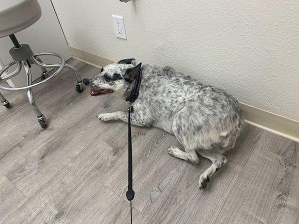 Urgent Pet Vets