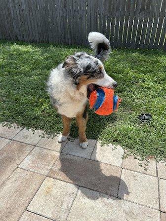 The K9 Kamp Dog Training & Boarding
